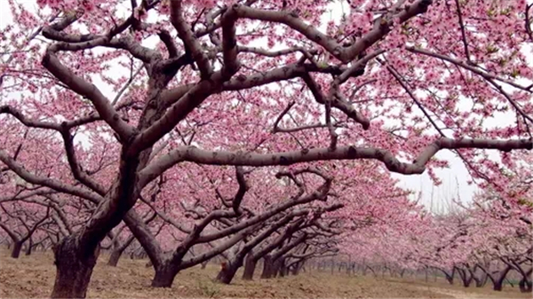 油菜花谢了之后,陕西还有哪些花可以看?