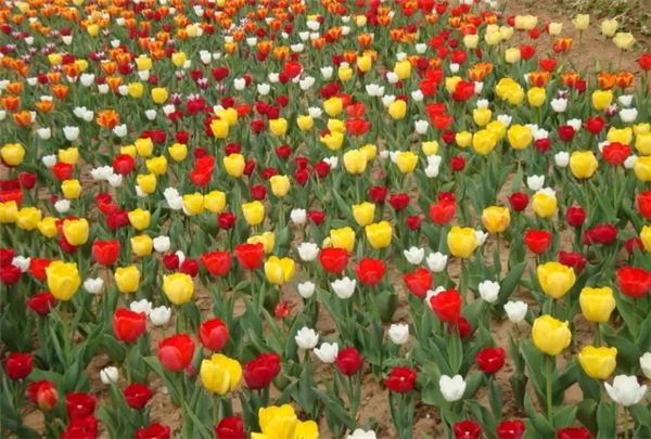 油菜花谢了之后,陕西还有哪些花可以看?