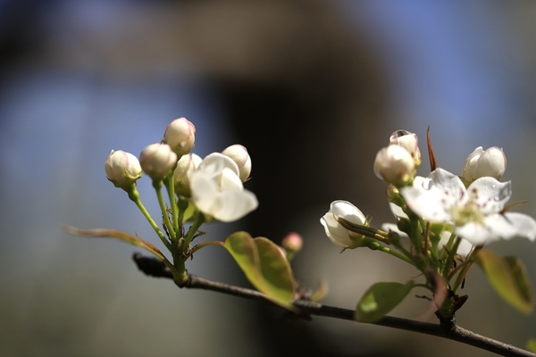 梨花淡白柳深青,柳絮飞时花满城