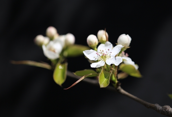 梨花淡白柳深青,柳絮飞时花满城
