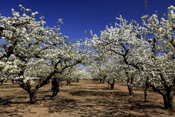 梨花淡白柳深青,柳絮飞时花满城