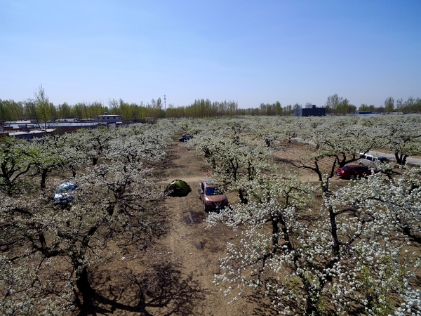 梨花淡白柳深青,柳絮飞时花满城