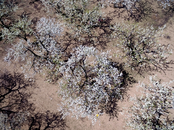 梨花淡白柳深青,柳絮飞时花满城