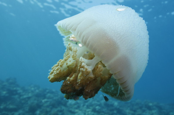 个人如何去西沙群岛旅游?