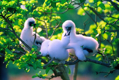 个人如何去西沙群岛旅游?