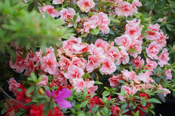 春日最是无锡好 人间四月天锡惠公园寻杜鹃