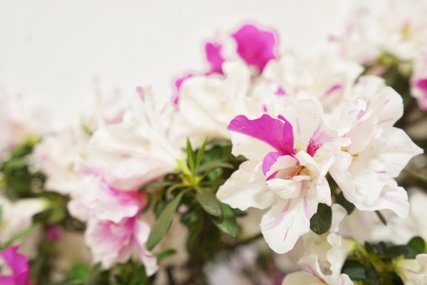 春日最是无锡好 人间四月天锡惠公园寻杜鹃