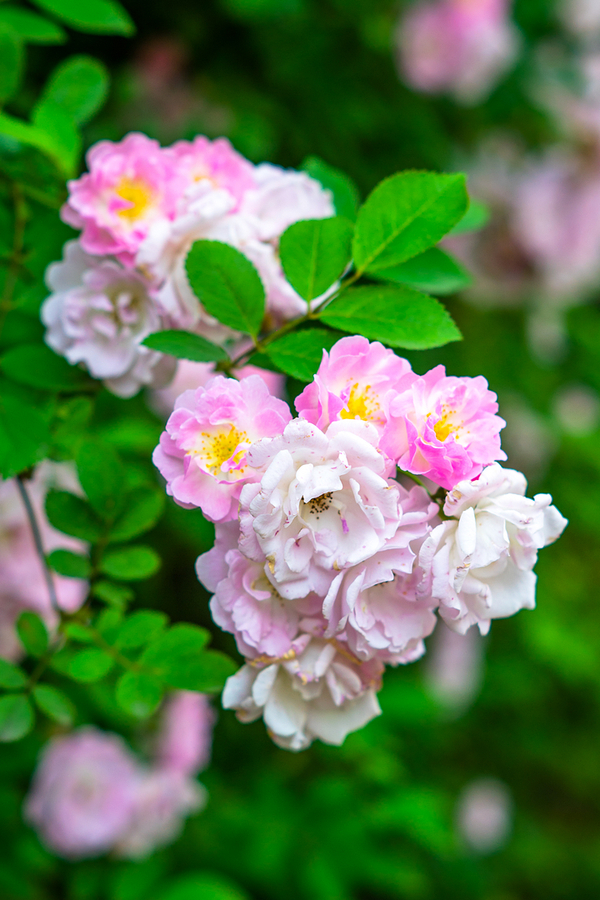 暮春,蔷薇花开等你来…