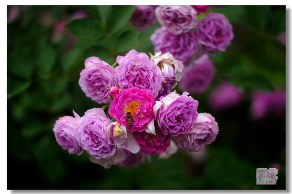 暮春,蔷薇花开等你来…