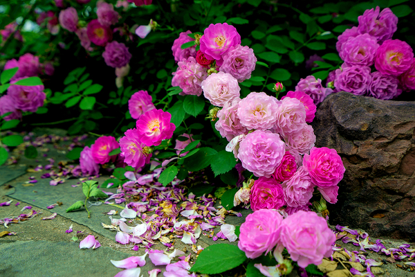 暮春,蔷薇花开等你来…